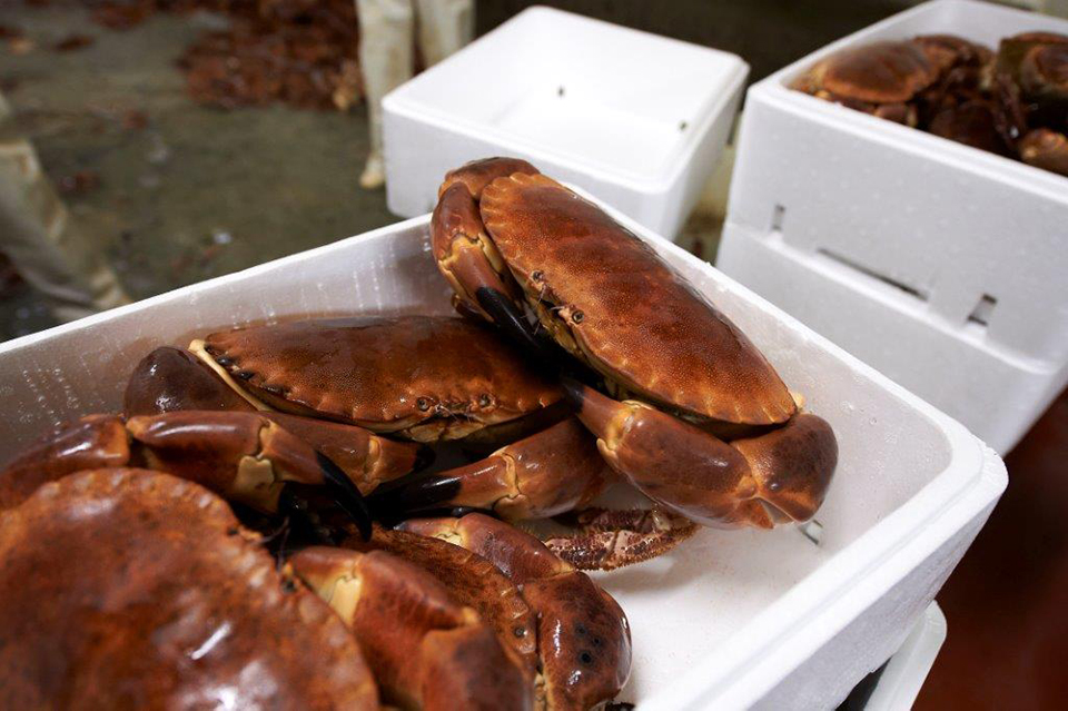 produits mer tourteau crabe crustaces