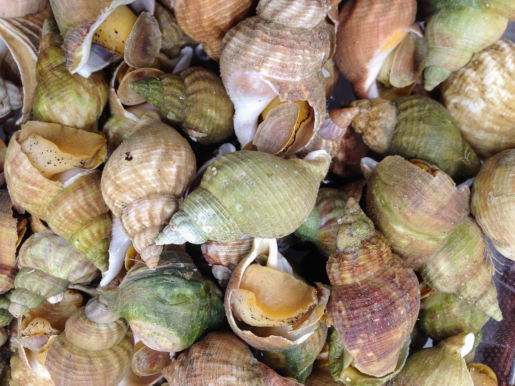 Whelk – Buccinum Undatum | ASC